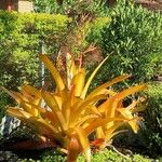 Aechmea blanchetiana Leaf