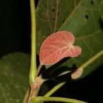 Christiana africana Hoja