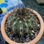 Matucana krahnii 葉