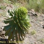 Aeonium pseudourbicum Habit