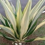 Furcraea foetida Leaf