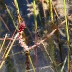 Myriophyllum spicatum Blüte