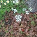 Orlaya grandiflora Çiçek