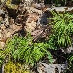Diphasiastrum complanatum Likasa