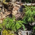 Lycopodium complanatum ഇല