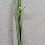 Juncus tenuis Blad