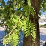 Tamarindus indica Leaf