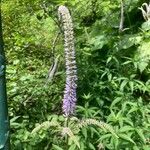 Veronicastrum sibiricum 花