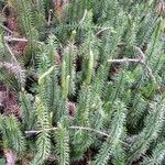 Lycopodium annotinum List