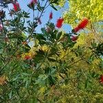 Callistemon viminalis Цветок