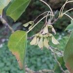 Acer buergerianum Fruit