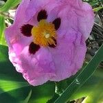 Cistus x purpureus 花