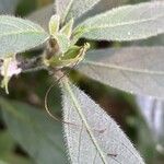 Ruellia humilis Fruit