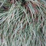 Acorus calamus List