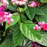 Clerodendrum umbellatum Leaf