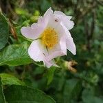 Rosa squarrosa Flor