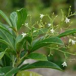 Duboisia myoporoides موطن