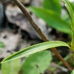 Solidago ptarmicoides Hoja