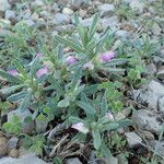 Ajuga iva Habitus