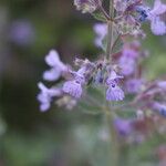 Nepeta grandiflora Flor