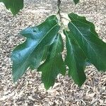Quercus × ludoviciana Hoja