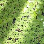 Azolla filiculoides Habitat