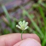 Burmannia capitata Flower