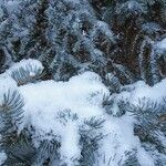 Picea pungens Blatt