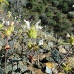 Acanthomintha lanceolata Flower