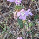 Galeopsis ladanum Blomma