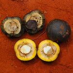 Irvingia excelsa Fruit