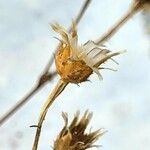 Centaurea cineraria Ovoce