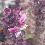 Ocimum kilimandscharicum Flor