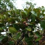 Syzygium schlechterianum 果實