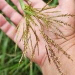 Bothriochloa bladhii 花