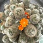 Rebutia minuscula Лист