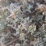 Artemisia caerulescens ᱥᱟᱠᱟᱢ