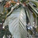 Eriobotrya japonica List