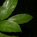 Hasseltiopsis dioica Hoja