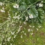Crambe cordifolia Flors