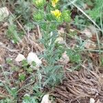 Neatostema apulum Hábito