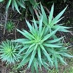 Echium candicansLeaf