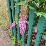 Buddleja davidiiFlor