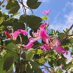 Bauhinia purpurea L.花