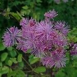 Thalictrum aquilegiifolium Blüte