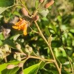Grewia trichocarpa Blomst