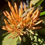 Saraca asoca Flower