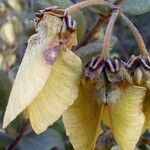 Banisteriopsis schizoptera Fruit