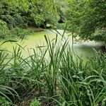 Acorus calamus Habitatea