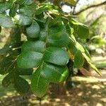 Caesalpinia echinata Hoja